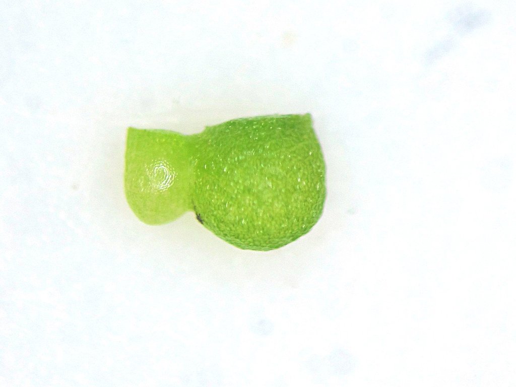Wolffia arrhiza